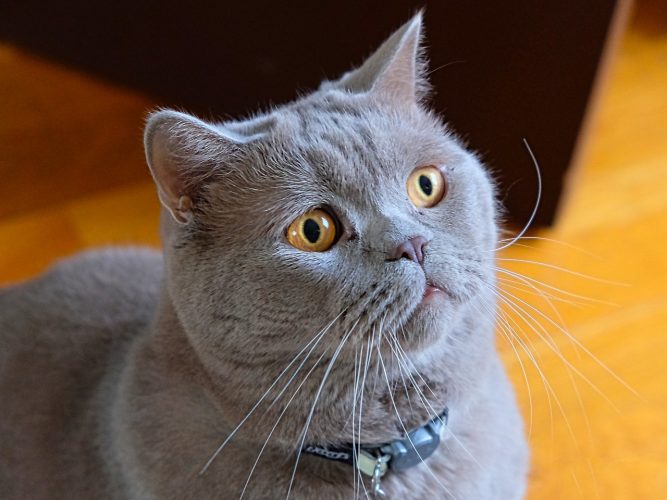 chat British Shorthair