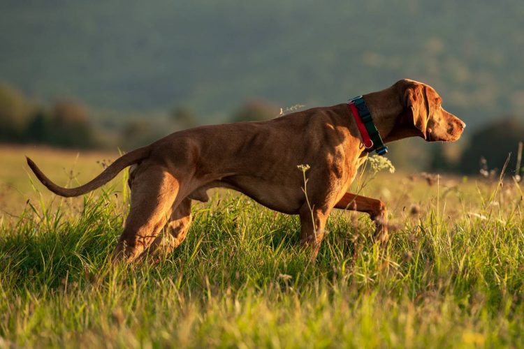 collier chien chasse