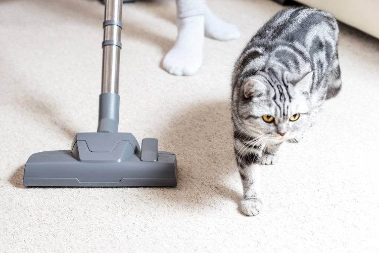 hygiène chat aspirateur spécial poils d'animaux 