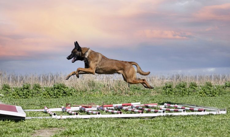 berger malinois