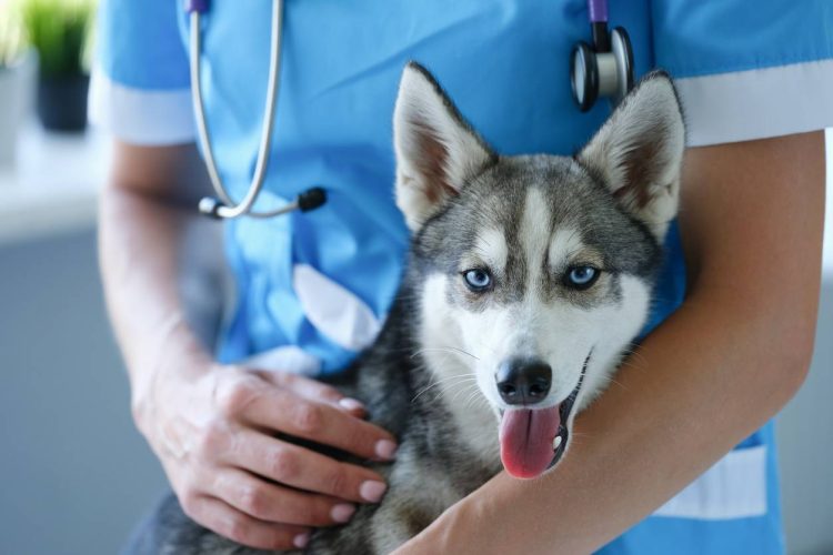 Assurance santé pour animaux