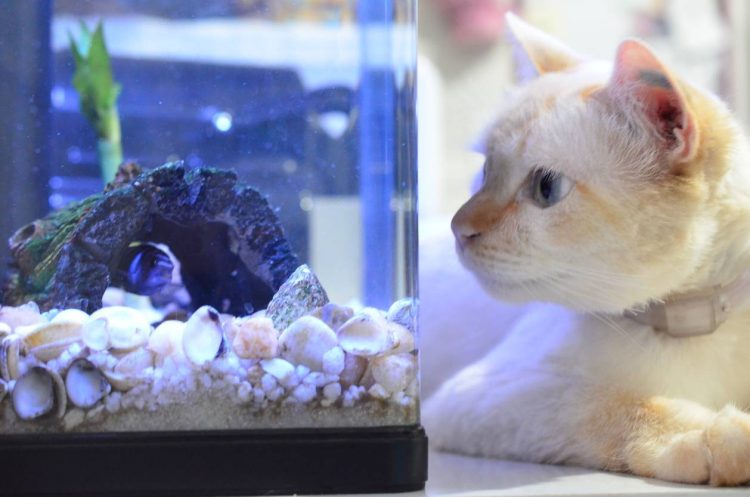 Chat aquarium