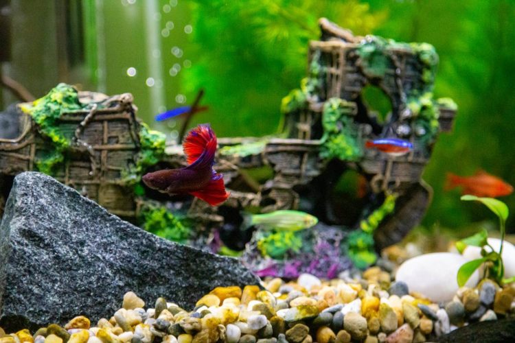 aménagement nano-aquarium poissons de mer