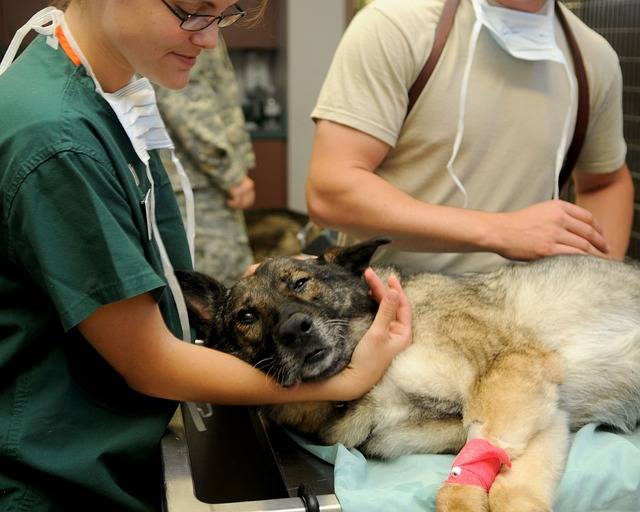 hospitalisation animal de compagnie chien